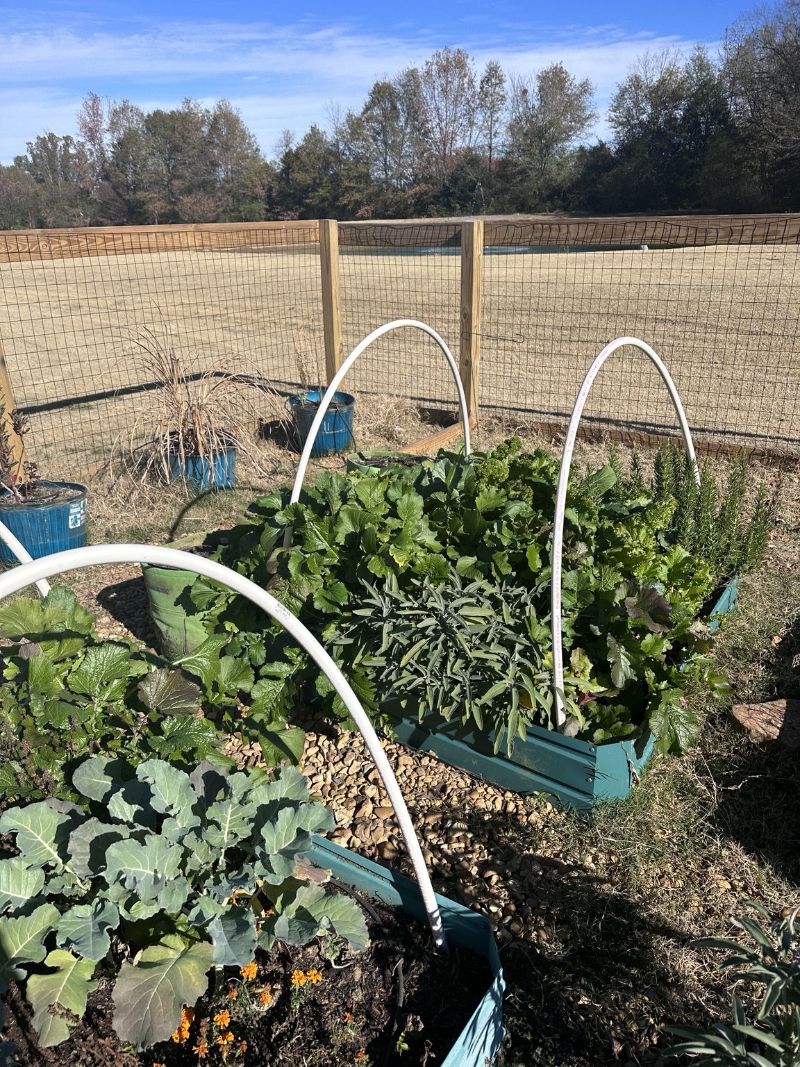Turquoise raised beds with fall vegetables and hoop supports in a Tennessee garden
