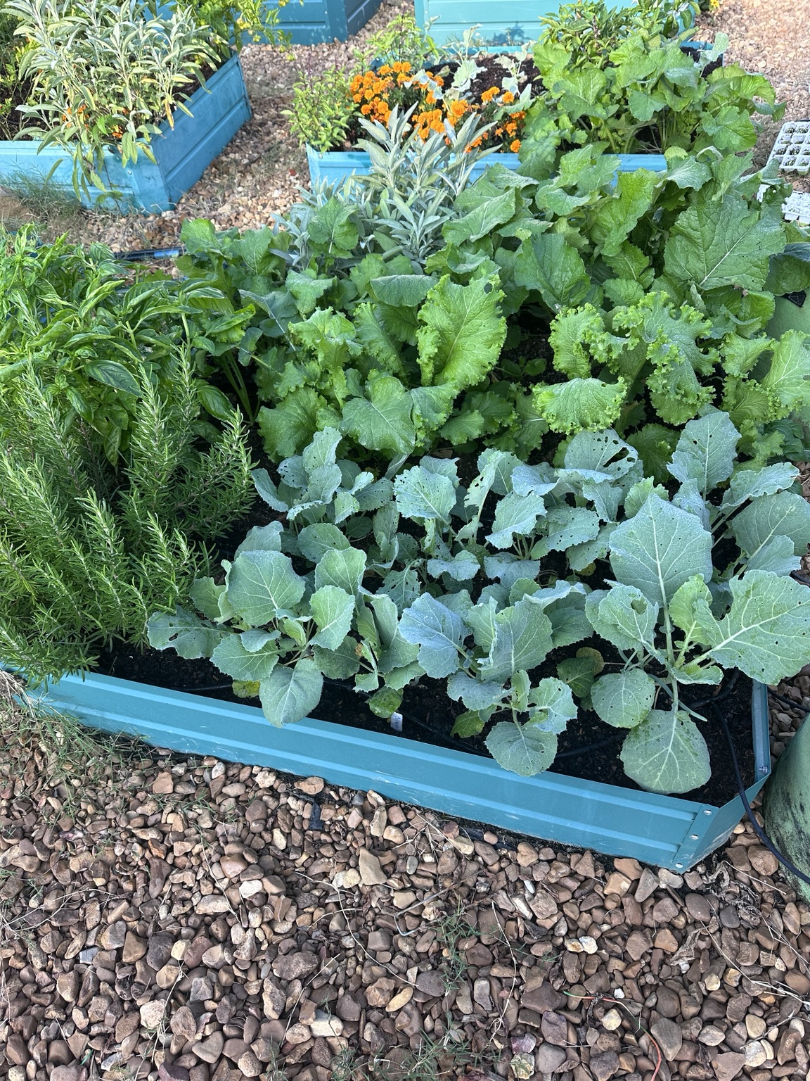 Close view of leafy brassicas, herbs, and flowers growing in a turquoise raised bed